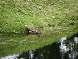 Lonely duck swims in the pond