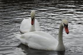 Swan Love Bird