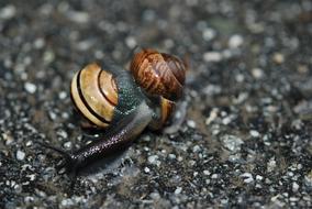 Snail Love Mating