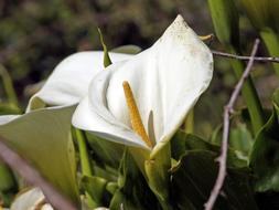 Calla Flower Garden