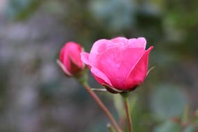 Roses Bud Flower