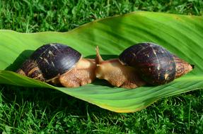 Snails on Green Sheet