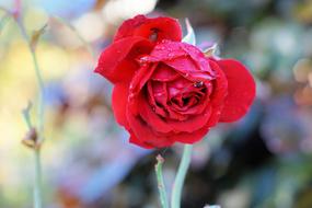 closeup view of red Flower in garden