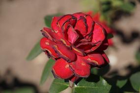 Rose Samba Rosaceae