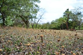 Dried Flowers Garden Haunted