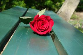 red rose lies on a bench