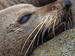 Seal Beach Wildlife