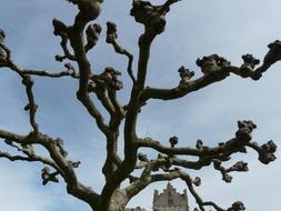 Sycamore Tree Platanus