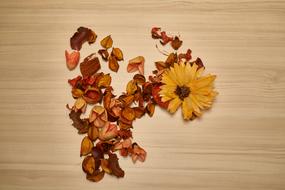 Current Season Flower Composition
