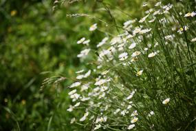 Flowers Nature Meadow