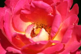 Pink Heart Flower