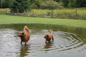 dogs playing in the pond