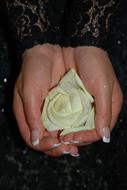 White rose in the hands of a girl