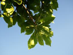 Plum Foliage sprig