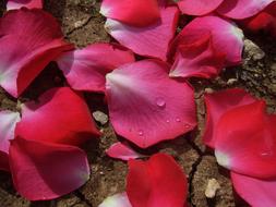 Rose Petals Floral