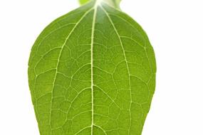 Natural green Leaf closeup photo