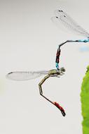 Dragonfly Mating Wings