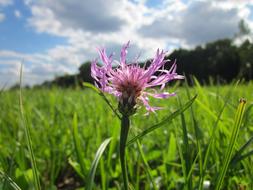 Beautiful purple flower in the grass