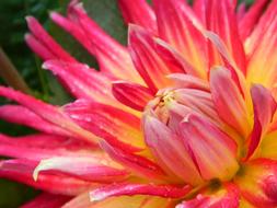 bright wet Flowers Macro photo