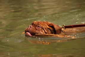 dog swimming with a branch in its teeth