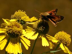 Butterfly Wildflowers Nature