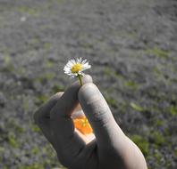 Daisy Geese Flower