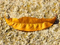 Leaf Smile Symbol