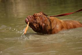 Bordeaux Dogue Dog