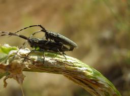 bugs pairing Couple