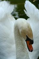 Portrait of a white swan on the water