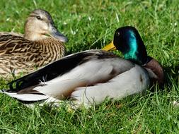 Pair Of Ducks Couple on grass