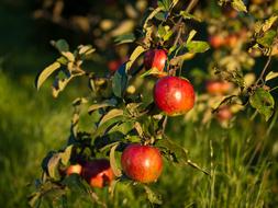 Apples Fruit Red Eating