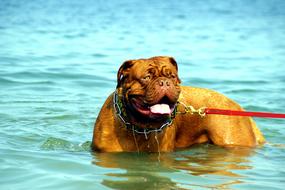 Bordeaux De Dog in lake
