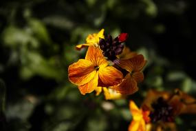 Flower Beautiful Nature Garden