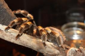 tarantula crawling up tree