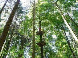 Climbing Forest High Ropes Course