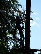 Electricians repair wires in trees