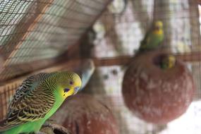 Budgies Shell Parakeet birds