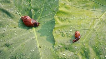 Snail and on Dew Drops on Leaves