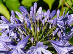 Agapanthus Blue Flowers