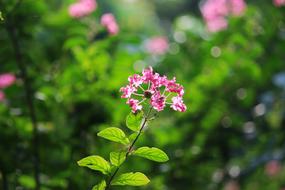 Flower Beauty Nature