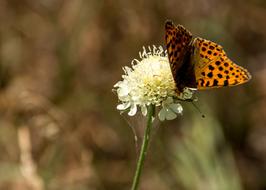 Butterfly Nature Insect