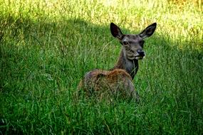 Doe Red Deer Wild