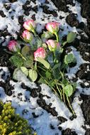 Roses Bouquet Federal Government