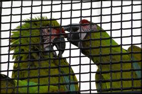 Parrot Flirt couple in cage