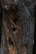 weathered Log Dead Plant