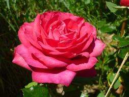 Pink Flower Macro