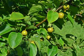 Pear Asian Tree