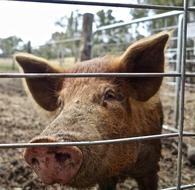 dirty pig in an enclosure