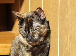 Cute cat by the fence in the sunlight